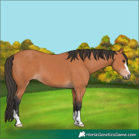 Horse Color:Bay 