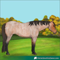 Horse Color:Bay Roan 