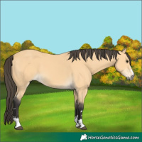 Horse Color:Buckskin 