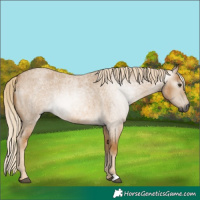 Horse Color:Gray Palomino Roan 
