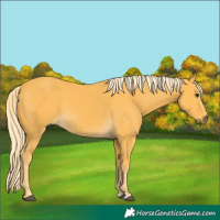 Horse Color:Palomino 