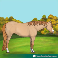 Horse Color:Red Dun 