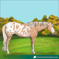 Horse Color:Gray Cremello Blanket 