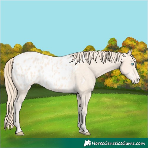 Horse Color:Perlino Blanket 