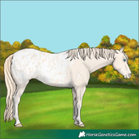 Horse Color:Perlino Blanket 