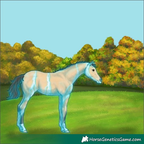 Horse Color:Thunderstruck Buckskin 