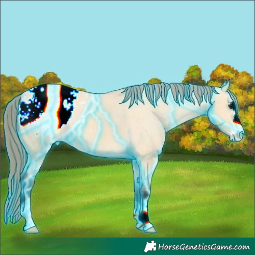 Horse Color:Thunderstruck Buckskin Appaloosa 