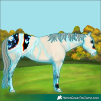 Horse Color:Thunderstruck Buckskin Appaloosa 