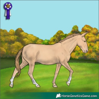 Horse Color:Gold Champagne