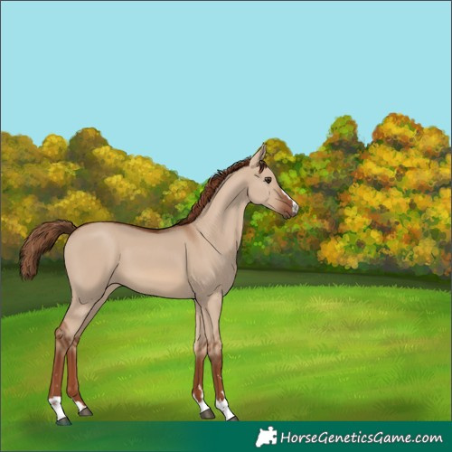 Horse Color:Red Dun 