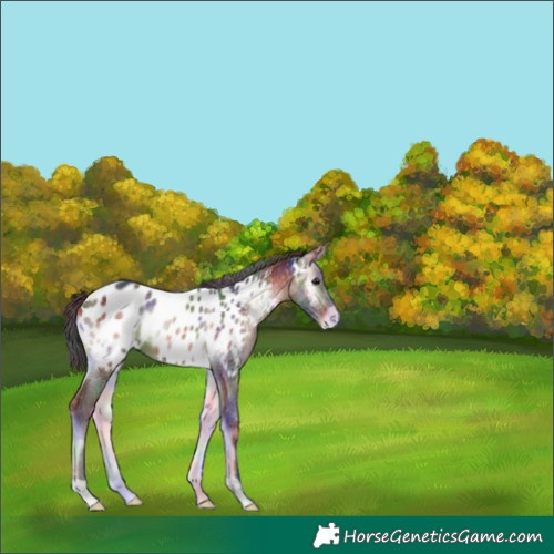 Horse Color:Nacre Brown Onyx Appaloosa 