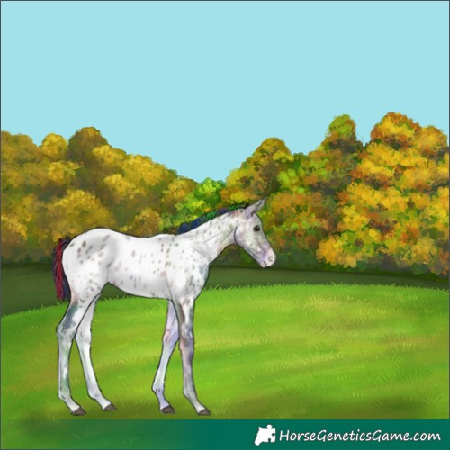 Horse Color:Painted Nacre White Spotted Brown Ice Onyx Appaloosa