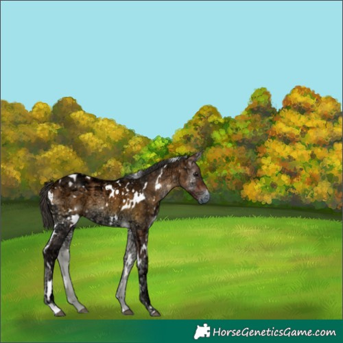 Horse Color:White Spotted Bay Ice Onyx 