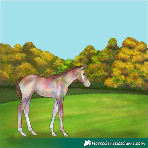 Horse Color:Nacre White Spotted Gold Champagne Onyx 