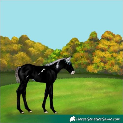 Horse Color:Nacre White Spotted Brown Ice Onyx Splash