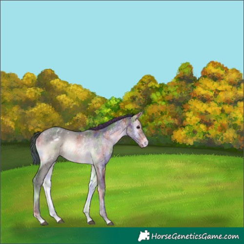Horse Color:Nacre Bay Onyx Appaloosa 