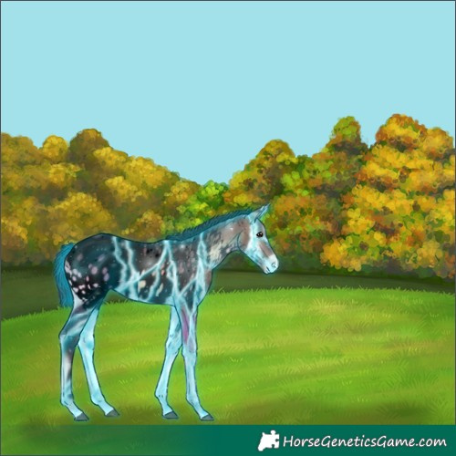 Horse Color:Void Thunderstruck Brown Onyx Appaloosa 