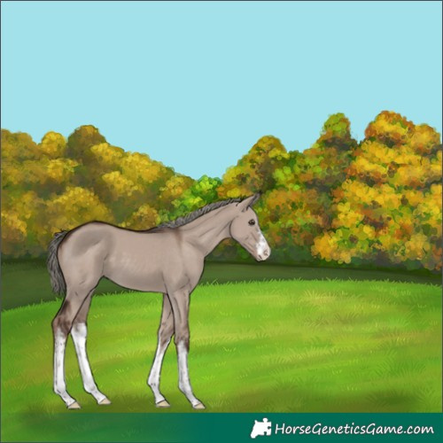 Horse Color:White Spotted Liver Red Dun Mushroom