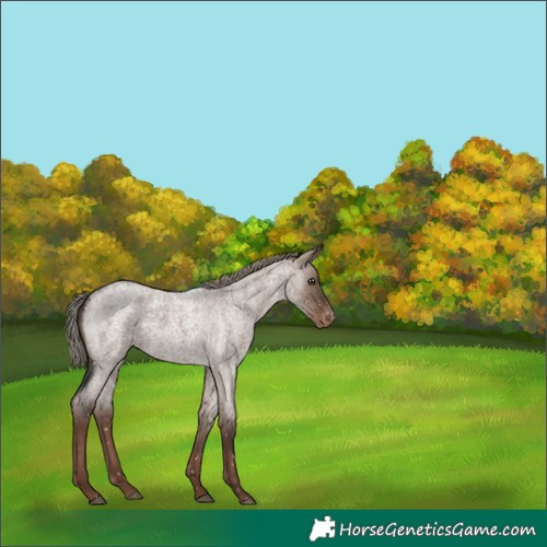 Horse Color:White Spotted Liver Red Dun Roan Mushroom Snowflake VarnishRabicano