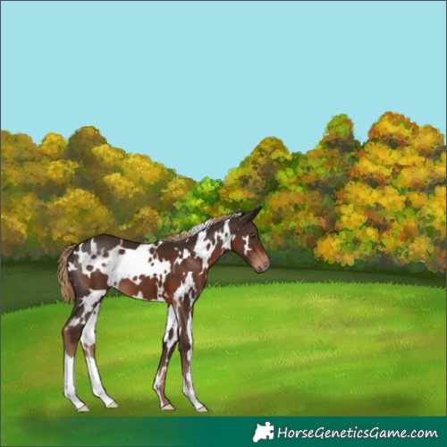 Horse Color:White Spotted Liver Chestnut 