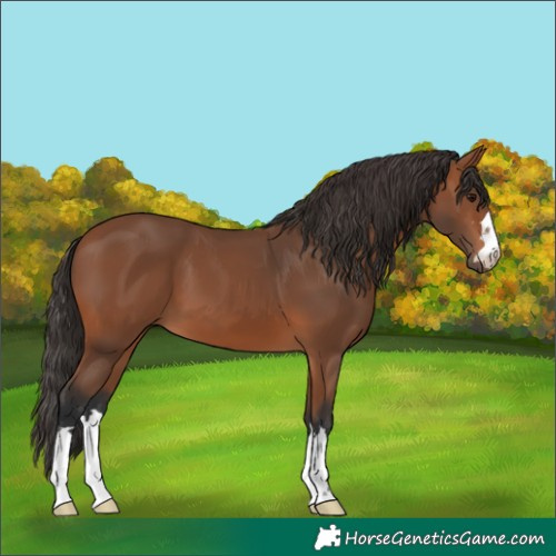 Horse Color:Bay 