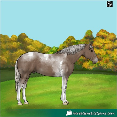 Horse Color:Silver Smoky Black Tobiano 