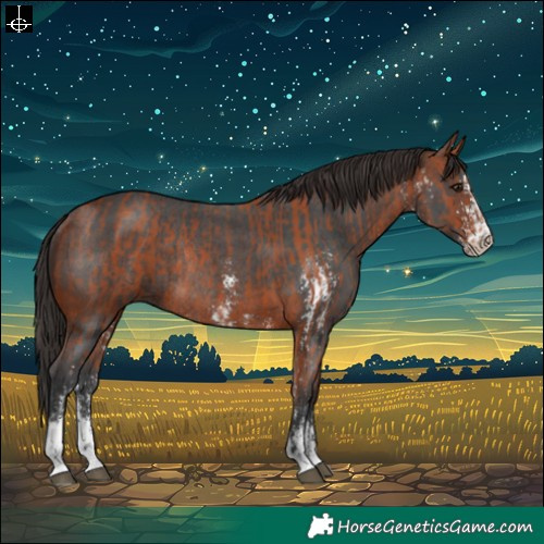 Horse Color:Bay Sabino Rabicano and Bay Sabino Rabicano