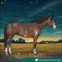 Horse Color:Bay Sabino Rabicano  and Bay Sabino Rabicano 