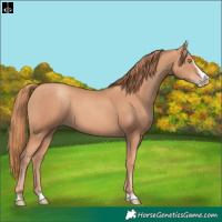 Horse Color:Gold Champagne Splash