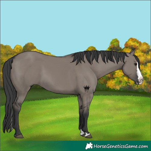 Horse Color:Grullo Splash
