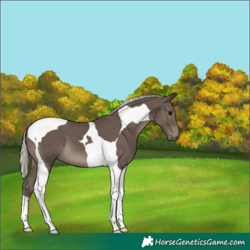 Horse Color:Silver Black Tobiano