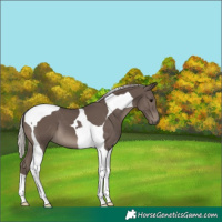 Horse Color:Silver Black Tobiano 