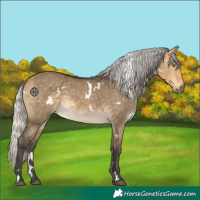 Horse Color:White Spotted Silver Buckskin Dun 