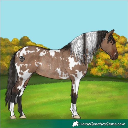 Horse Color:White Spotted Liver Red Dun Rabicano 