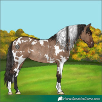 Horse Color:White Spotted Liver Red Dun Rabicano 