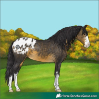 Horse Color:Buckskin Appaloosa