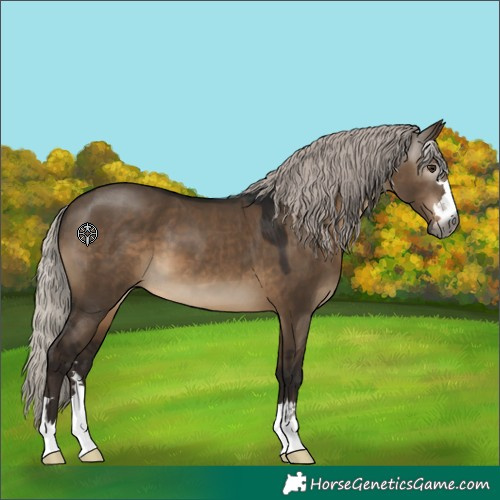 Horse Color:Gray Silver Brown Dun