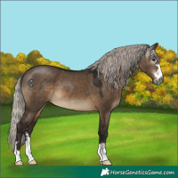 Horse Color:Gray Silver Brown Dun