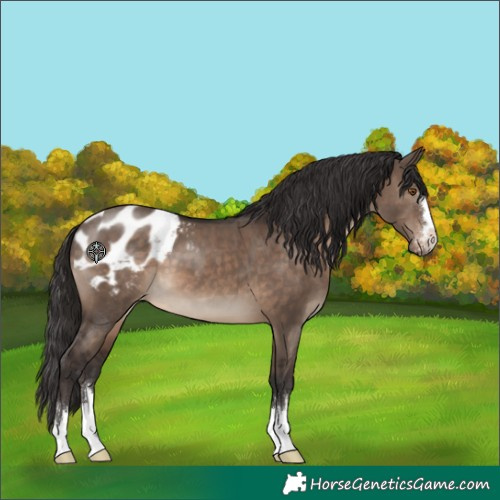 Horse Color:Brown Dun Appaloosa 