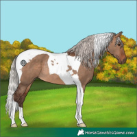 Horse Color:Silver Brown Dun Tobiano Rabicano 