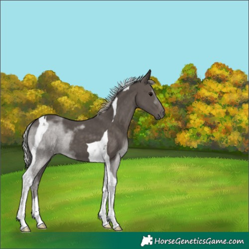 Horse Color:Silver Black Tobiano 