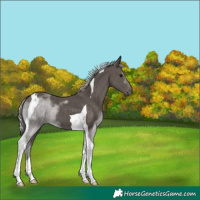 Horse Color:Silver Black Tobiano 