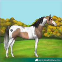 Horse Color:Bay Dun Tobiano 