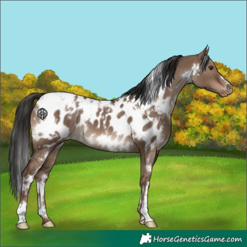 Horse Color:White Spotted Liver Red Dun Appaloosa 