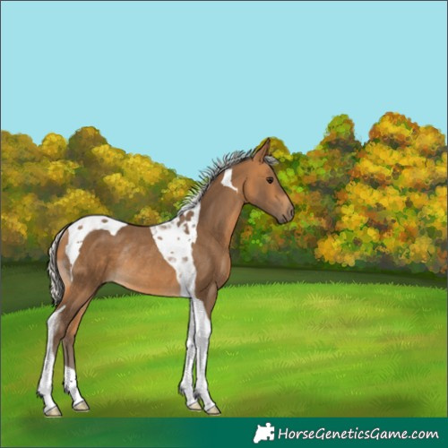 Horse Color:Silver Buckskin Tobiano Rabicano
