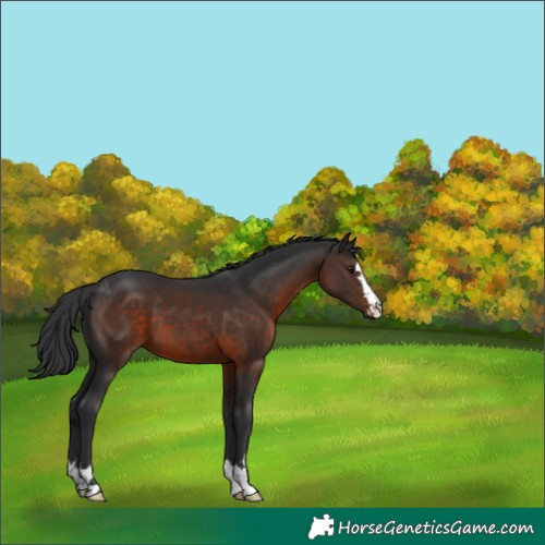 Horse Color:Brown 