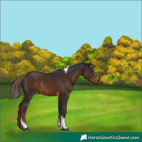Horse Color:Liver Chestnut Tobiano Rabicano 