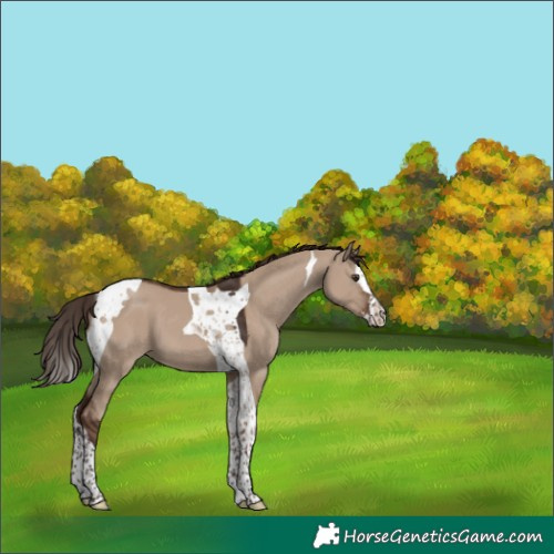 Horse Color:Liver Red Dun Splash Tobiano 