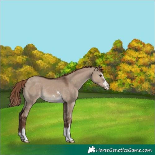 Horse Color:Liver Red Dun 