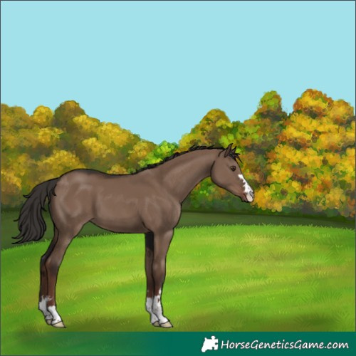 Horse Color:Liver Red Dun 